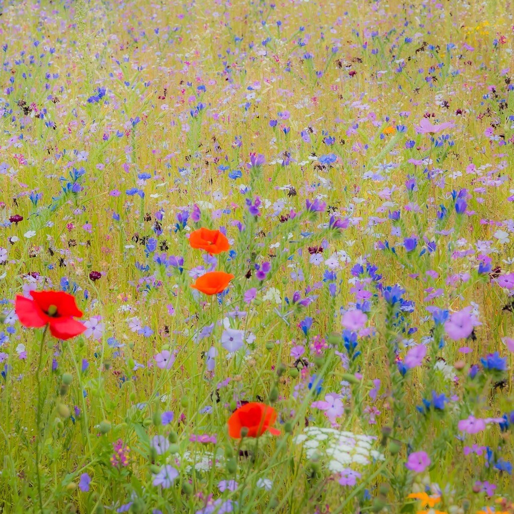 Poppies in the Meadow

#poppies #meadow #meadowflowers  #kpics #kpicsphotography #nikonz7 #nikonz24200 #beckenhamps #summer #summerflowers instagr.am/p/CgKFZaAtH8M/