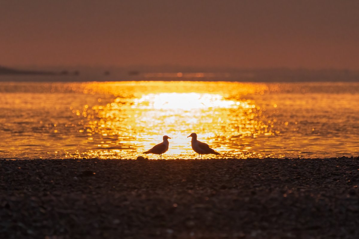 davetographer's tweet photo. GM - Sunrise along the Long Island Sound

#NaturePhotography #birdphotography #sunrise https://t.co/yxdVz8fkLU