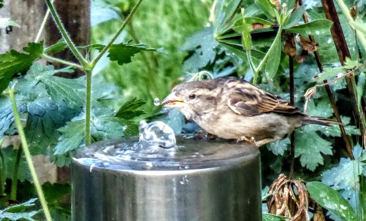 (((Sigourney B))) 🐹🐓 on Twitter "RT tismenic70 Don't to put