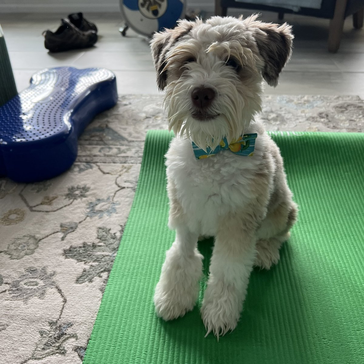 FlokiTheFizzgig's tweet photo. Happy Monday. I was introduced to yoga this morning. Yoga doesn’t mean bite Mum’s hair scrunchie. I don’t understand yoga. Then I was told to go do my own exercises. #dogs #dogsoftwitter #FlokiFun #SchnauzerGang #cute #Fizzgiging ##MondayMotivaton https://t.co/l4y73EfBw1