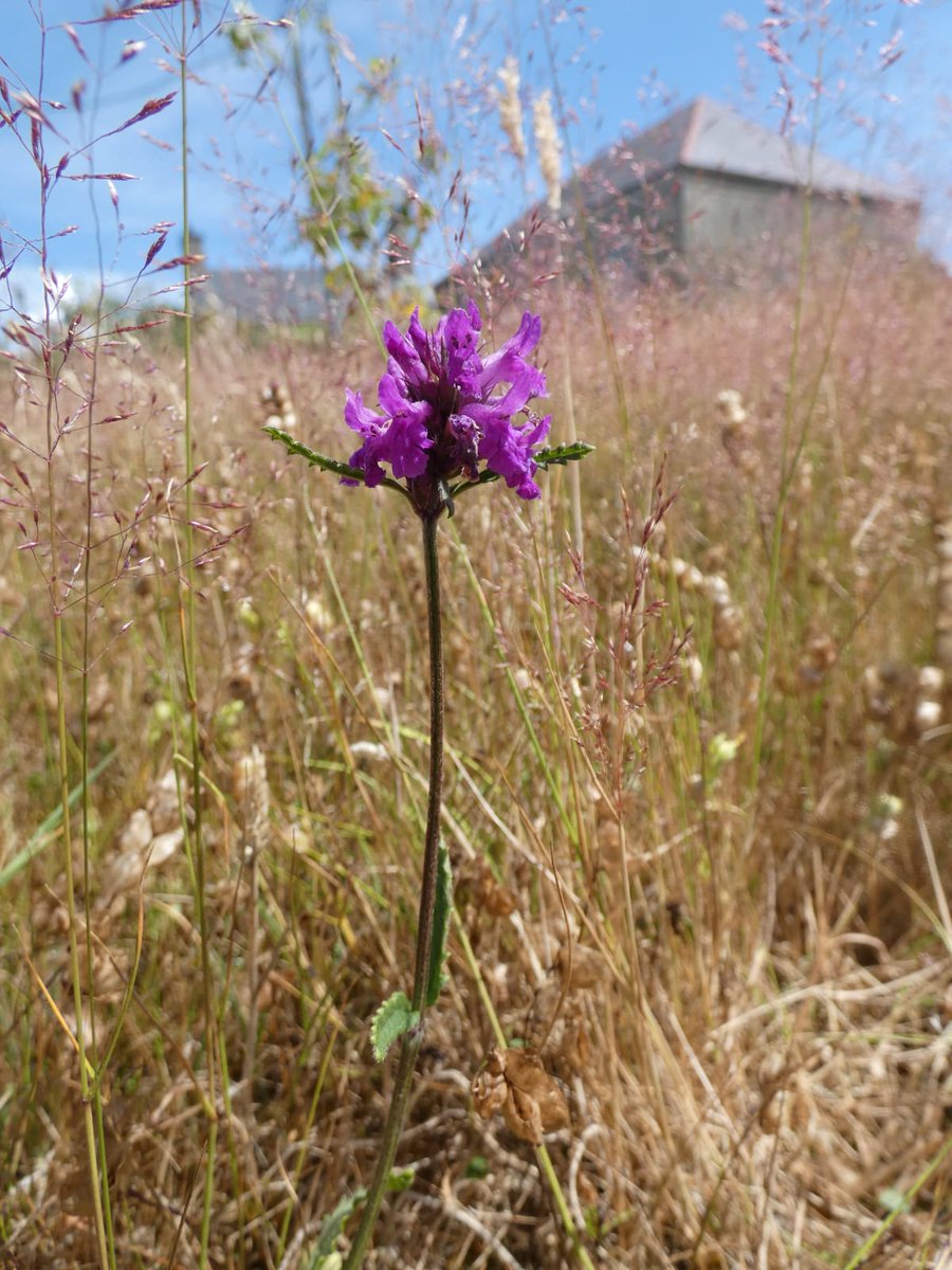 Heath bedstraw and betony, appeared in the wildflower meadow at home for the first time this year, super chuffed. Norther marsh orchid earlier in the year too. New flowers keep popping up 😁 <a href="/GhostlyVision/">Sean Cole</a> <a href="/muliernatura/">Vicky</a> <a href="/DrTrevorDines/">Trevor the botanist</a> #wildflowers