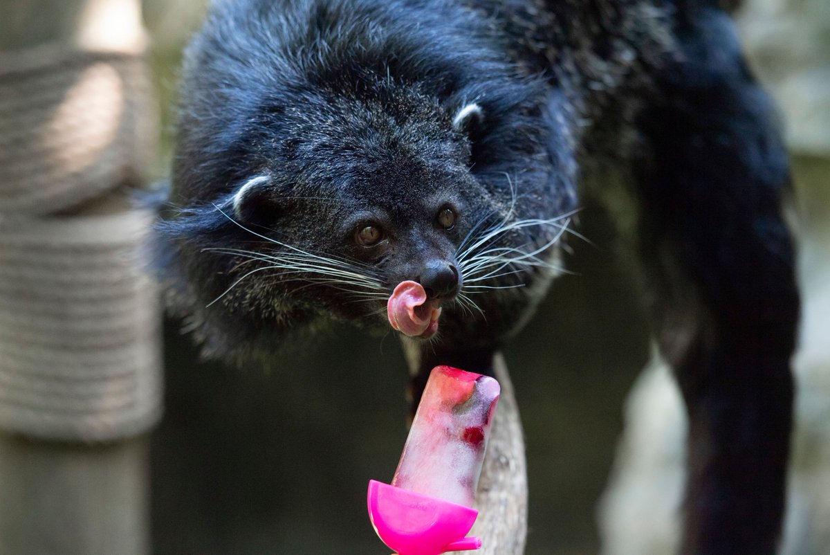 Zoo animals in the UK are keeping cool with ice lollies 🍦🍭 #heatwave ☀️

thetimes.co.uk/article/uk-wea…

1⃣ 7-year-old African lion Khari, <a href="/ZSLWhipsnadeZoo/">Whipsnade Zoo</a> 
2⃣ Lowland gorilla Germot, <a href="/zsllondonzoo/">London Zoo</a> 
3⃣  Troop of Bolivian squirrel monkeys, <a href="/CWOA/">Chessington World of Adventures Resort</a>
4⃣ Jackson the resident binturong, <a href="/CWOA/">Chessington World of Adventures Resort</a>