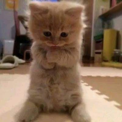 LadyRacheI113's tweet photo. 睡觉了，今天你们看看小猫咪就好了🐱 #成都 https://t.co/U2pEHejlmc