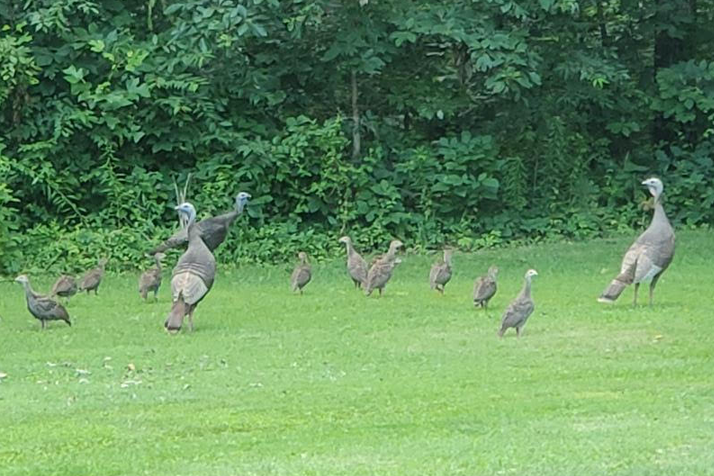 HOOSIERS – Help us estimate Indiana’s wild turkey population by counting turkeys. If you see female turkeys with and w/o poults (young turkeys), please report them at on.IN.gov/turkeybrood.