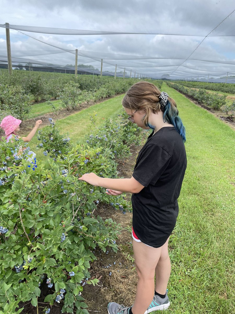 Great morning to head out and pick some delicious, local blueberries