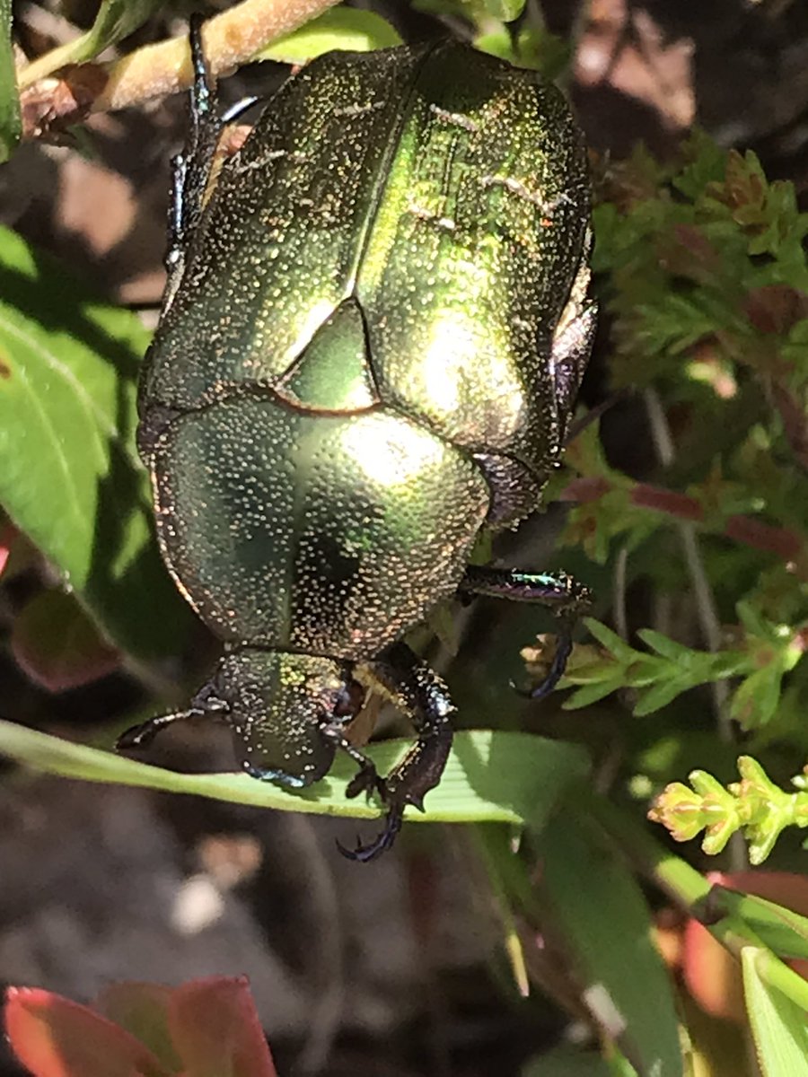 De gouden tor (Cetonia aurata) gespot in Zweden. Deze 2 cm grote tor kan vliegen.