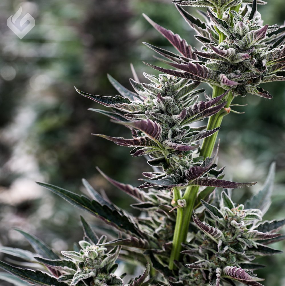 GreenBroz's tweet photo. Good results start in the grow. Great ones come from taking the next steps with GreenBroz ✌️
What strain are you working on to start the week?
.
.
.
#greenbroz #industryborn #americanmade #terpenes #usa #community #instagood #cultivator #trichs #kief #system #cannabisfarmer https://t.co/iS8coUVrHf