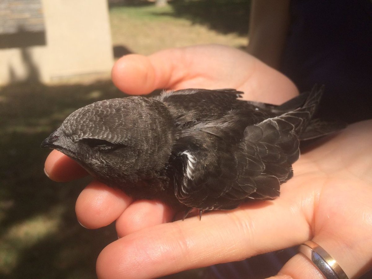 Ajuntament d'Olesa tweet media