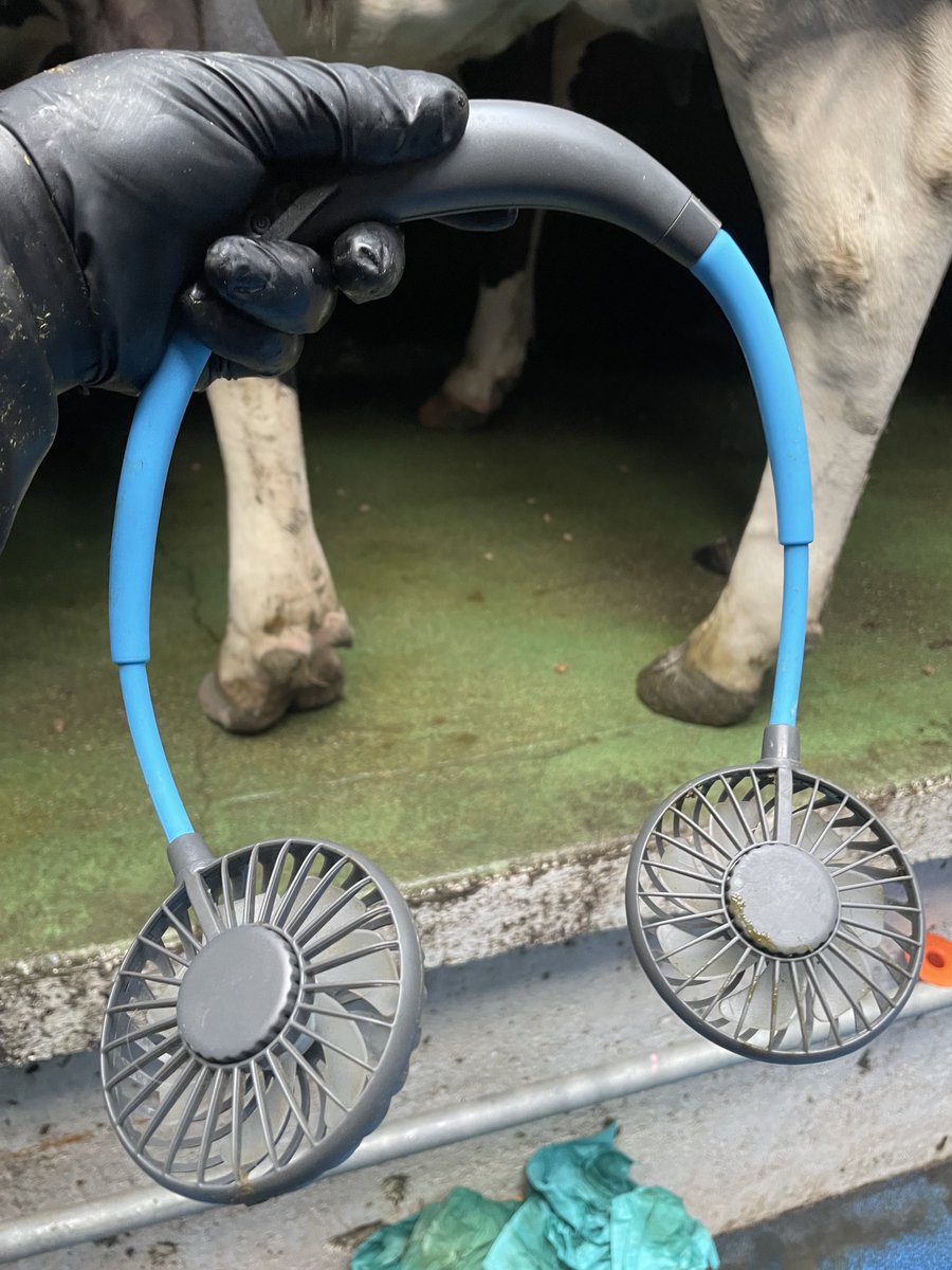 MargueriteCrowl's tweet image. Some heat in here this evening, neck fan is mighty though #sweltering #neckfan #breeze