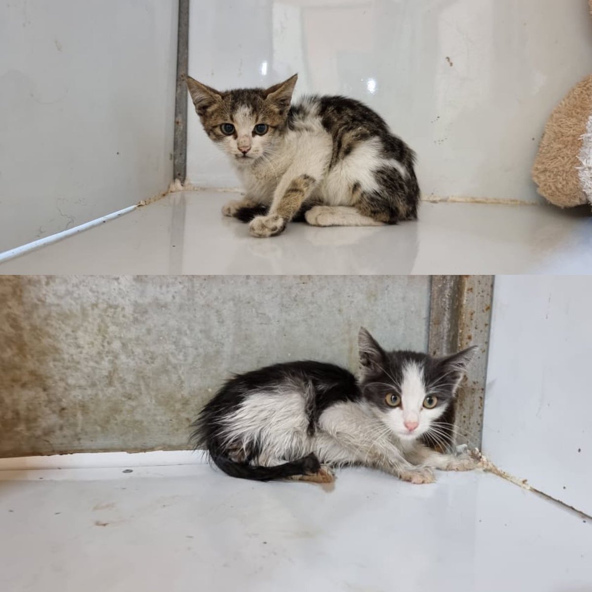 SyrianSanctuary's tweet photo. Arrived these days with shocked faces, wounded souls, pleading looks and empty bellies. 
so they come to us, we can only welcome them and do our best to relieve the physical and psychological pain they have. https://t.co/M353gLS3dH