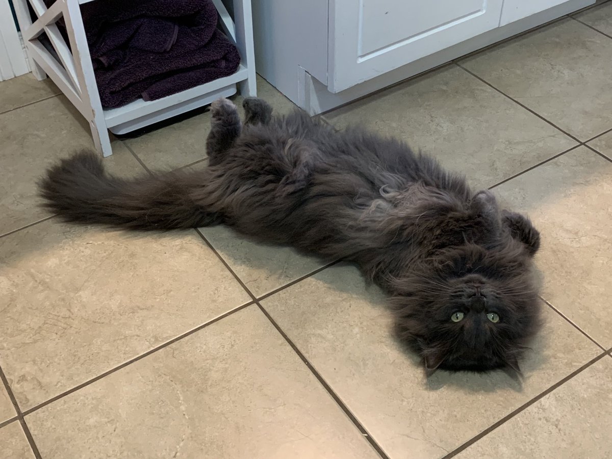 I’m bake up-side-down loaf today 🐾🐾🐾 #kittyloafmonday #catsoftwitter