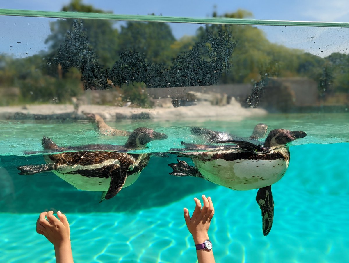 stoky12's tweet photo. Reach for a penguin π€£ awwww lovely animals βΊοΈ
#chester #chesterzoo #chesterdayout #Days #daysout #FamilyPlanning #familyfun #familyfuntime #Penguins #penguin #animals #animalsplanet https://t.co/2d572ULmaX