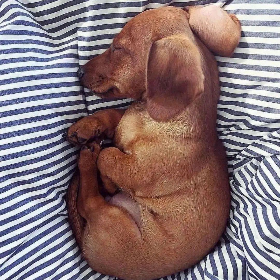 Dachshund Heaven USA tweet media