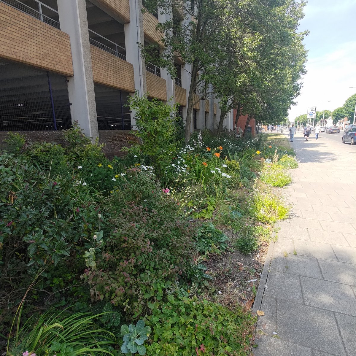 ReadingGuerilla's tweet photo. the coolest place to be on the hottest day #vasternroad #guerillagardening #trafficreading #rdguk #GardenersWorld #communitygardens @BBuckleyBerks @Reading_Bridge @ReadingForum @BBCBerkshire
  @Eastreadingcom @thejellyreading @ReadingGuerilla https://t.co/VrIZXQZnUJ