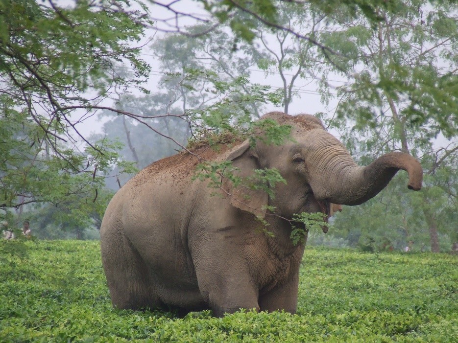 zimm_alex's tweet image. Job opportunity for postdoc researcher with excellent GIS skills and interest in human-elephant conflict in Asia 🐘🌏 Work with me &amp;amp; colleagues at @WildCRU_Ox &amp;amp; Conservation Science at @ScienceatCZ, location flexible, deadline 12 August, details here: jobtrain.co.uk/chesterzoo/dis…