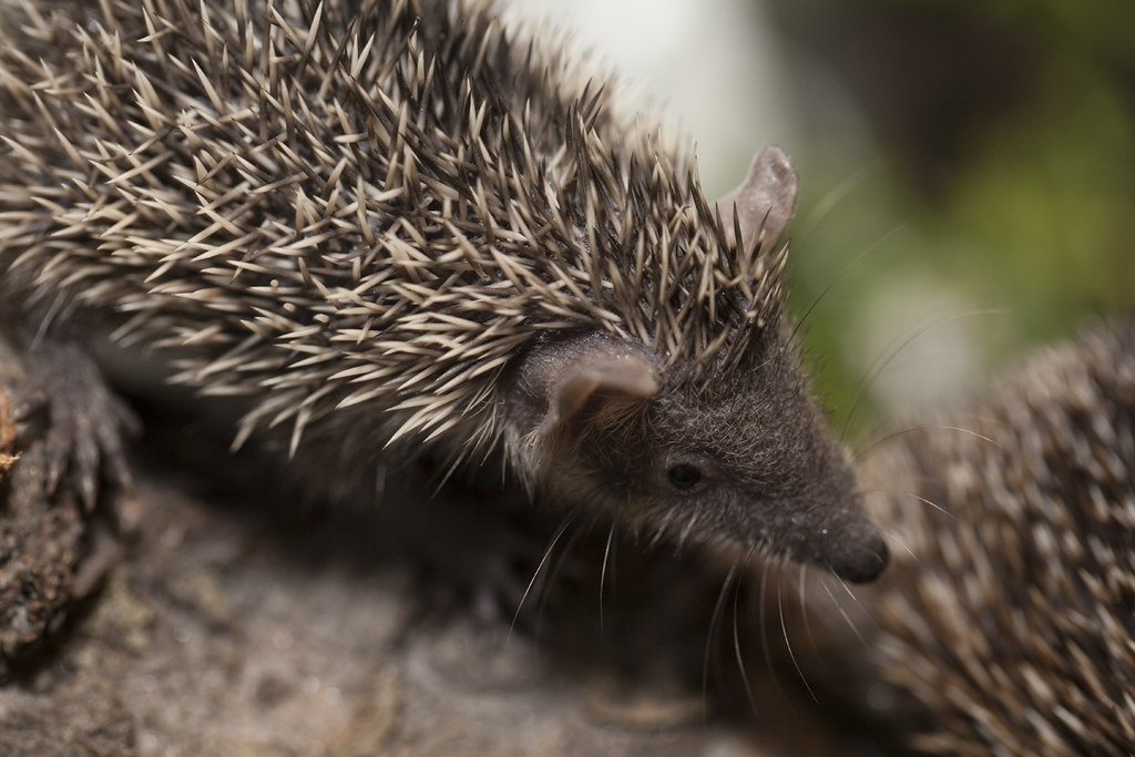 Weird_AnimaIs's tweet photo. The hedgehog tenrec from Madagascar looks almost exactly like a hedgehog, but the two species are not closely related.

(Photos Lincoln Park Zoo) https://t.co/xUsTWe2eeN