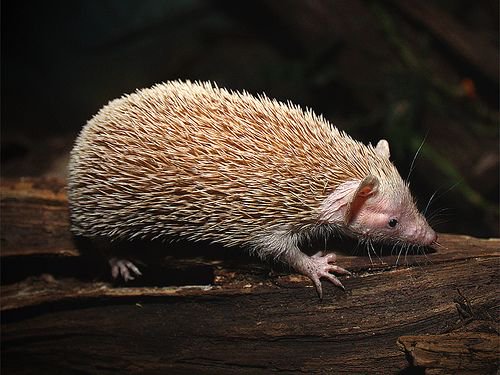 Weird_AnimaIs's tweet photo. The hedgehog tenrec from Madagascar looks almost exactly like a hedgehog, but the two species are not closely related.

(Photos Lincoln Park Zoo) https://t.co/xUsTWe2eeN