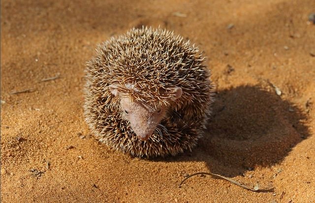 Weird_AnimaIs's tweet photo. The hedgehog tenrec from Madagascar looks almost exactly like a hedgehog, but the two species are not closely related.

(Photos Lincoln Park Zoo) https://t.co/xUsTWe2eeN