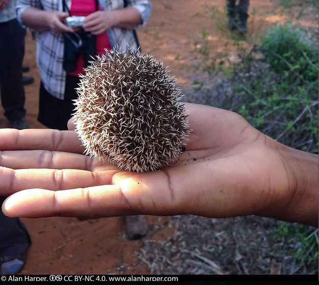 Weird_AnimaIs's tweet photo. The hedgehog tenrec from Madagascar looks almost exactly like a hedgehog, but the two species are not closely related.

(Photos Lincoln Park Zoo) https://t.co/xUsTWe2eeN