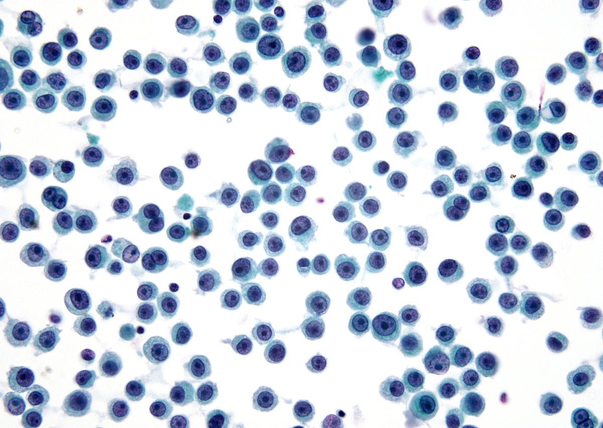 Syed Z. Ali tweet media