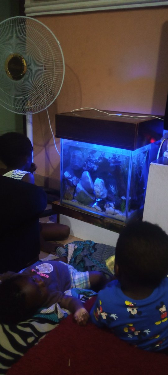 PrinceUfedo's tweet photo. We build Aquariums and bubble walls of all sizes and shapes.
And we are all fully Obidient and Yusful, ready to move from consumption to production.
This exodus is organic, so help us God.
Our labour shall not be in vain.
#LabourChallenge https://t.co/zZLnnGqc3w