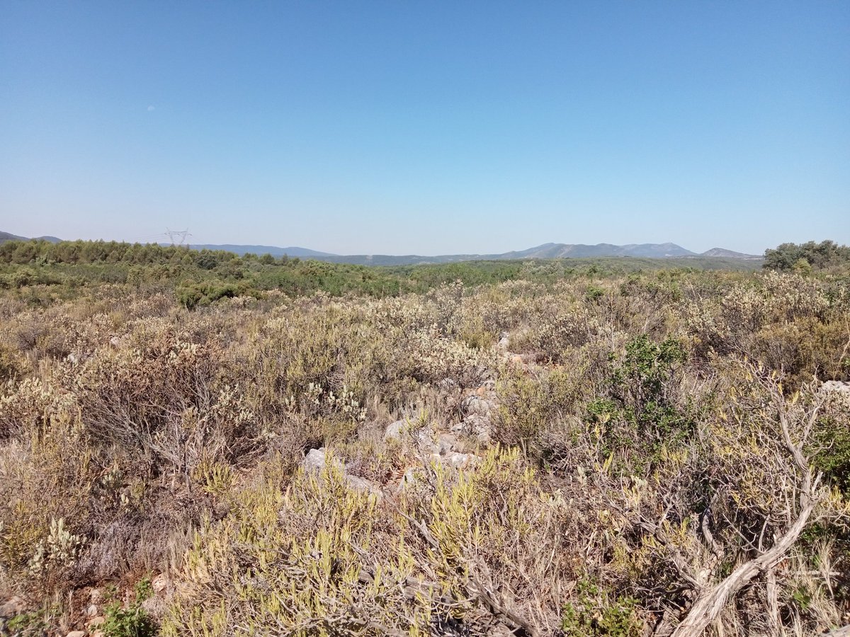 Desde #UT902 seguimos monitorizando estado del combustible en CV. Las muestras analizadas coinciden con lo observado en campo: el efecto de la precipitación de la primavera ha desaparecido. ⬇️Humedad combustible ⬆️ Agresividad IIFF.
Con la meteo q viene el escenario no mejora...