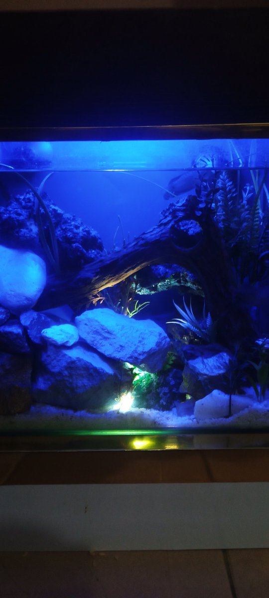 PrinceUfedo's tweet photo. We build Aquariums and bubble walls of all sizes and shapes.
And we are all fully Obidient and Yusful, ready to move from consumption to production.
This exodus is organic, so help us God.
Our labour shall not be in vain.
#LabourChallenge https://t.co/zZLnnGqc3w
