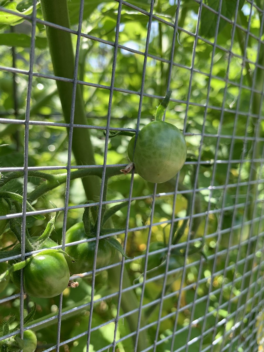 AmyFinstein's tweet photo. Summer persistence. https://t.co/AbaOVFeXoG