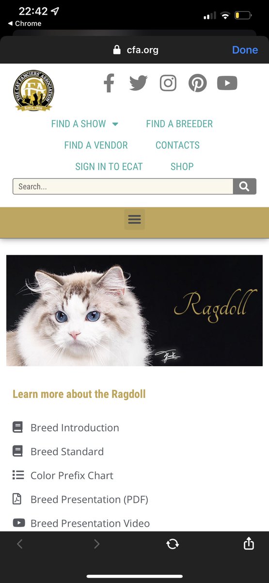 chocofah's tweet image. ทุกคนนน ดีใจกับเราหน่อย แมวแร็กดอลล์เราได้เป็นแชมป์ Breed Winner International ซึ่งไม่เคยมีคนไทยคนไหนทำได้ แล้วก็ได้ขึ้นไปอยู่หน้าแรกของ Ragdoll ขององค์กรระดับโลกอย่าง CFA เลยย ฮือดีใจมากกกกก เกินที่ฝันไปเยอะมากอะ