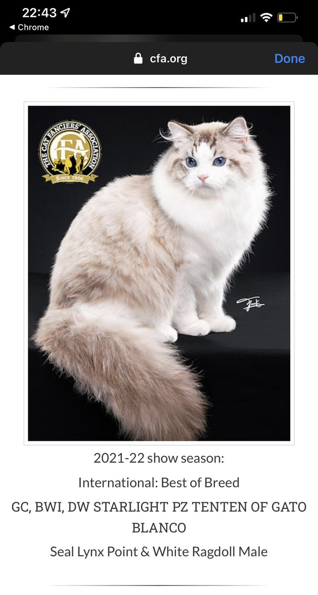 chocofah's tweet image. ทุกคนนน ดีใจกับเราหน่อย แมวแร็กดอลล์เราได้เป็นแชมป์ Breed Winner International ซึ่งไม่เคยมีคนไทยคนไหนทำได้ แล้วก็ได้ขึ้นไปอยู่หน้าแรกของ Ragdoll ขององค์กรระดับโลกอย่าง CFA เลยย ฮือดีใจมากกกกก เกินที่ฝันไปเยอะมากอะ