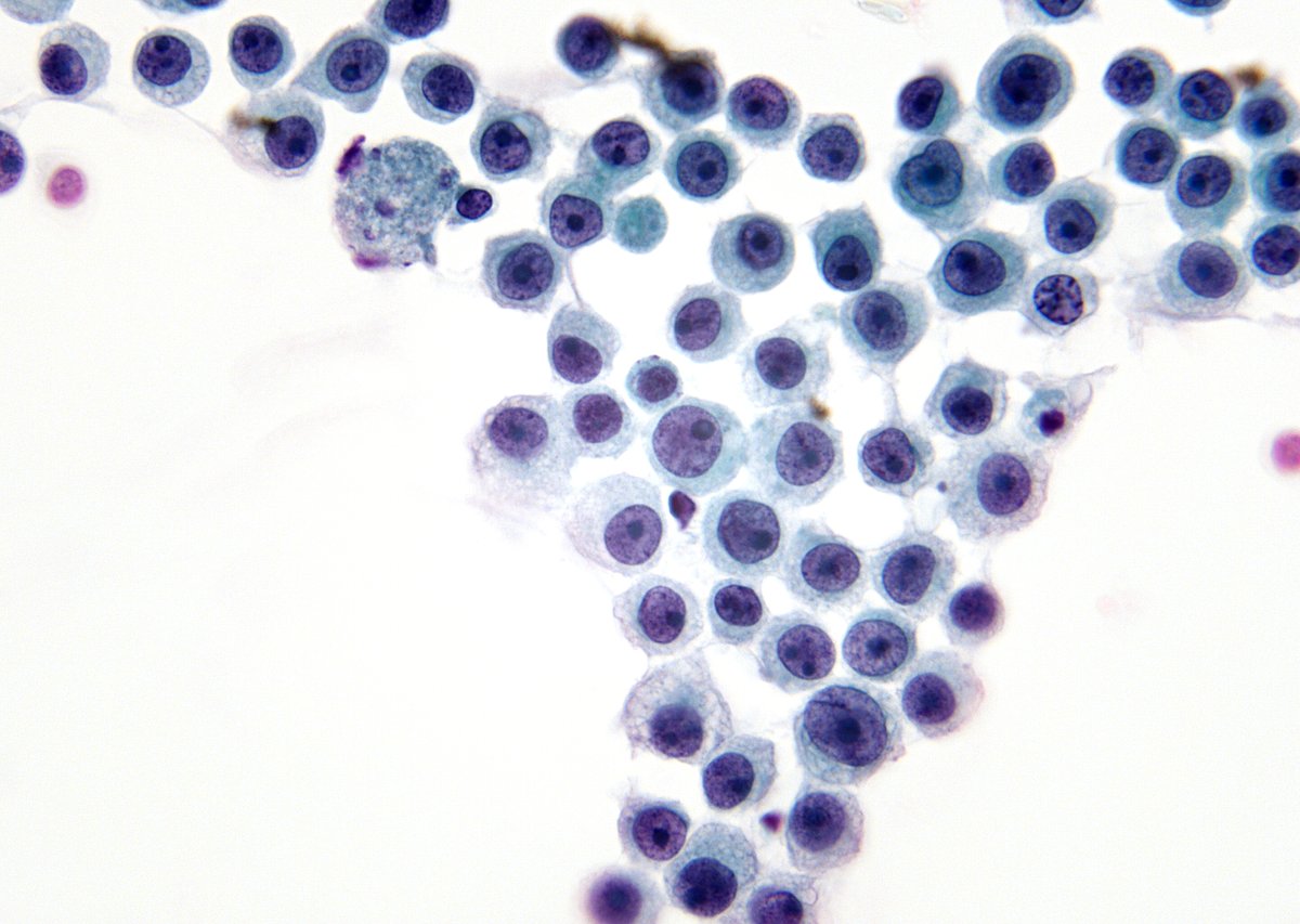 Syed Z. Ali tweet media