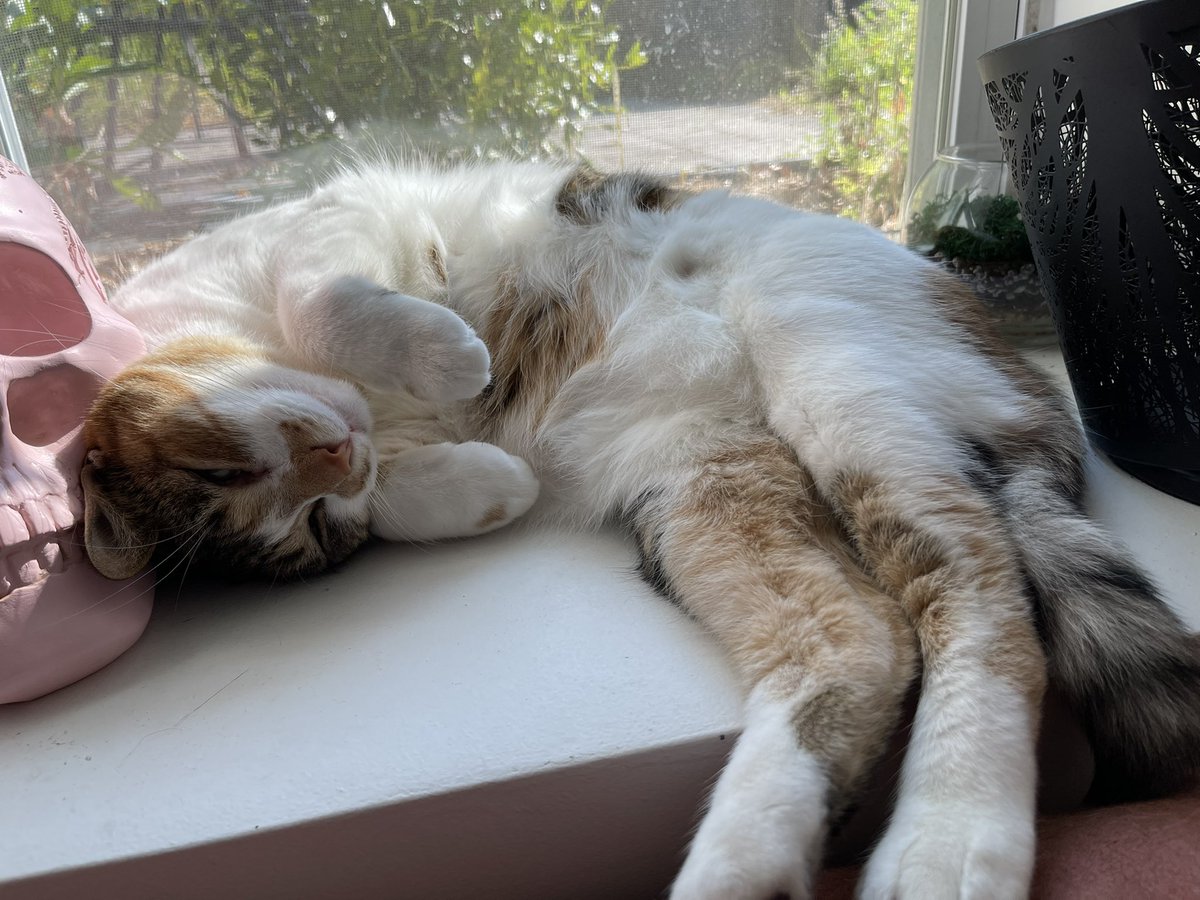 OatmealYour's tweet photo. Your daily oatmeal offers you this cuteness as apology for her absence! Mama has been very busy!
❤️☀️ #CalicoCrew #CatsOfTwitter https://t.co/mq2nrts3yK