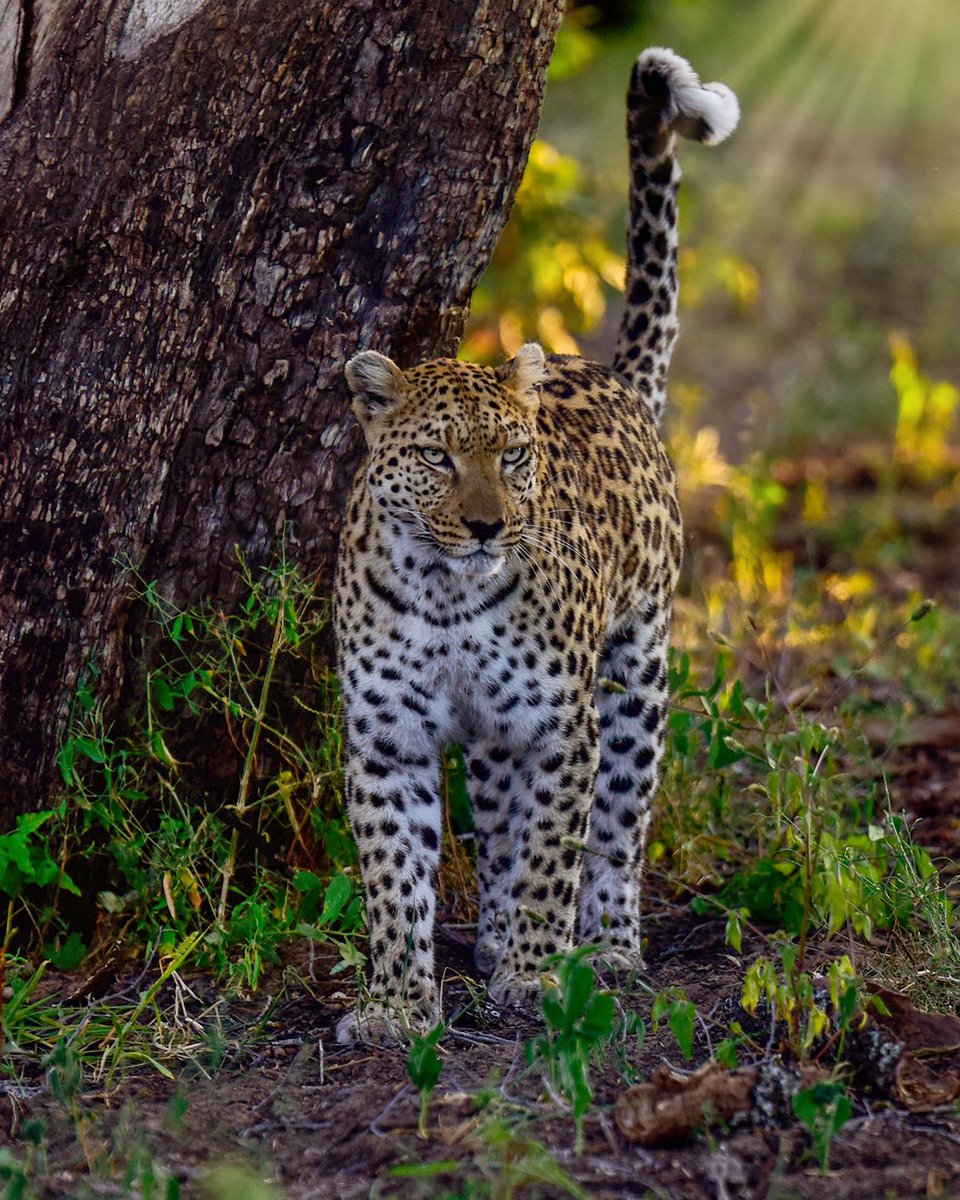 onenaturehotels's tweet photo. A Leopard’s Tell-Tale Tail…
A Leopard uses its long, white-tipped tail to indicate several things. A flicking tail usually implies excitement and a tail held very high or straight up usually means that the leopard is on high alert and investigating scent.

#wildlife #travel https://t.co/llqNQjMOa5