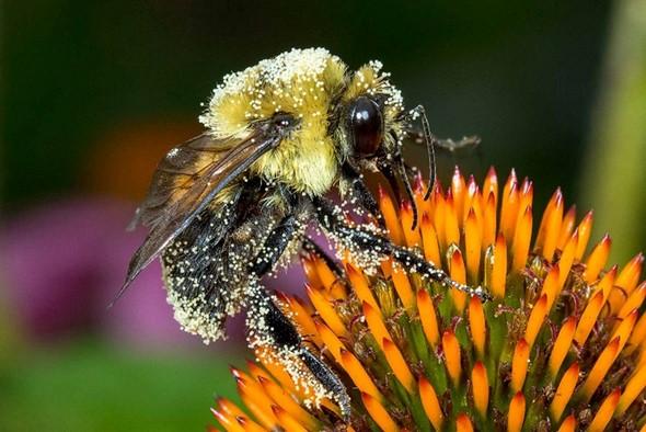 MDC_online's tweet photo. TEACHERS: Here’s a reminder on our free virtual Buzz into Pollination workshops to help teachers incorporate pollinators into classroom instruction for grades 3 through 8. Register for ones tomorrow and Aug. 8. https://t.co/XWmuZvZkiY https://t.co/jBxz20kbQo