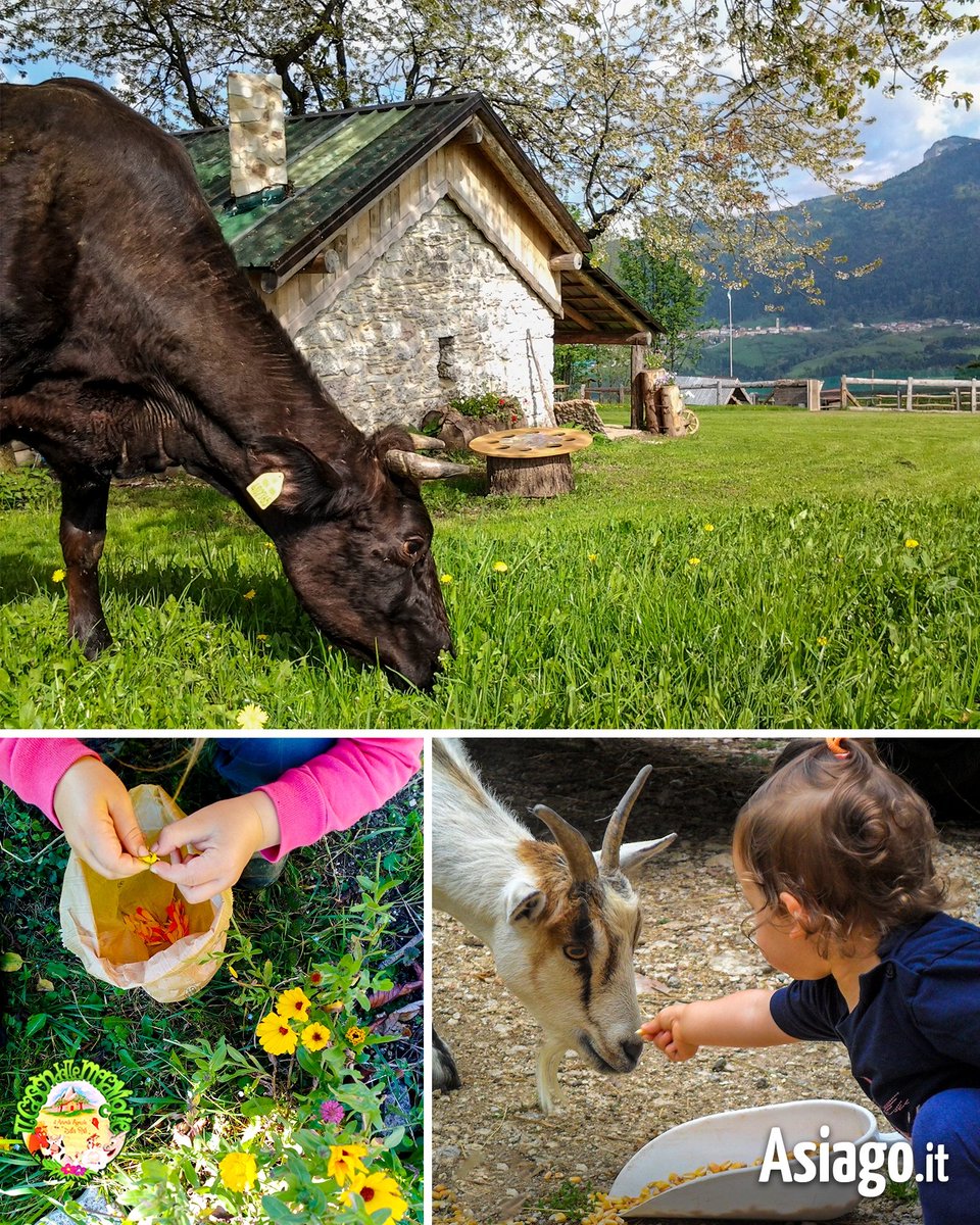 AsiagoIt's tweet photo. #Bambini siete pronti? Questo #weekend a IL CASON DELLE MERAVIGLIE ci sarà da divertirsi! 😃
​SABATO vi aspetta LA FATTORIA DEI PICCOLI e DOMENICA "LA MUCCA CAROLINA"  e la VISTA GUIDATA IN FATTORIA.
​
​#Asiagoit #montagna #fattoriadidattica https://t.co/ChCJyAIU0c https://t.co/ictk9mmssx