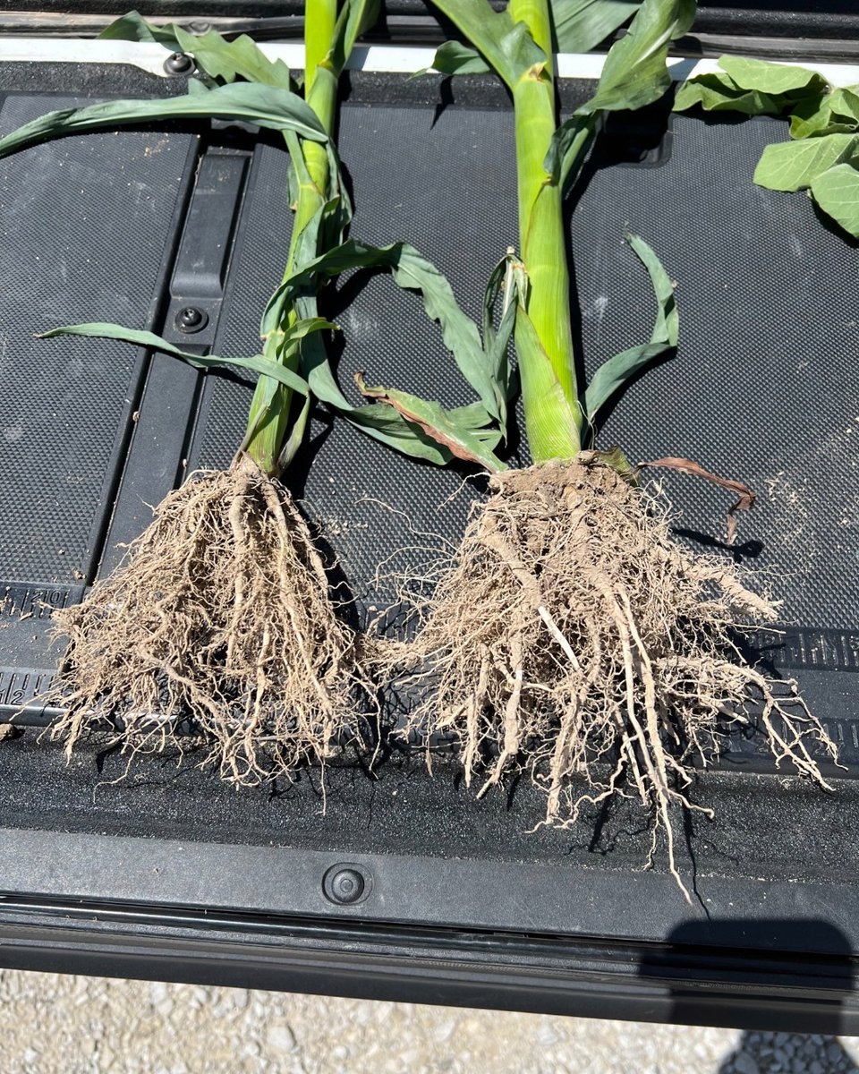 NACHURS's tweet photo. We dug some roots with @XcelerationAg this past week and we are seeing some great results! For both the soybeans and corn, they used K-fuel and Finish Line in their foliar applications. #NACHURS #BioK https://t.co/ilIQJg2DJ8