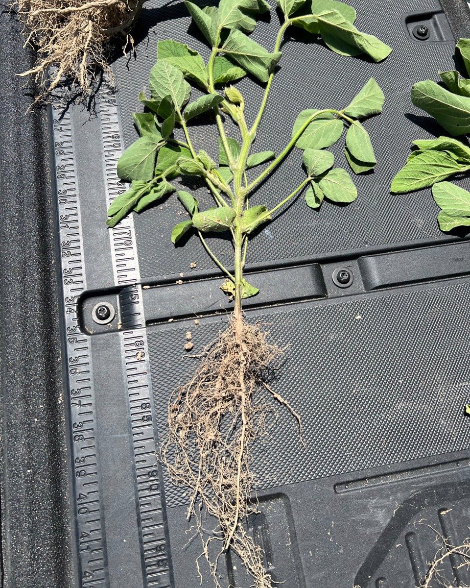 NACHURS's tweet photo. We dug some roots with @XcelerationAg this past week and we are seeing some great results! For both the soybeans and corn, they used K-fuel and Finish Line in their foliar applications. #NACHURS #BioK https://t.co/ilIQJg2DJ8