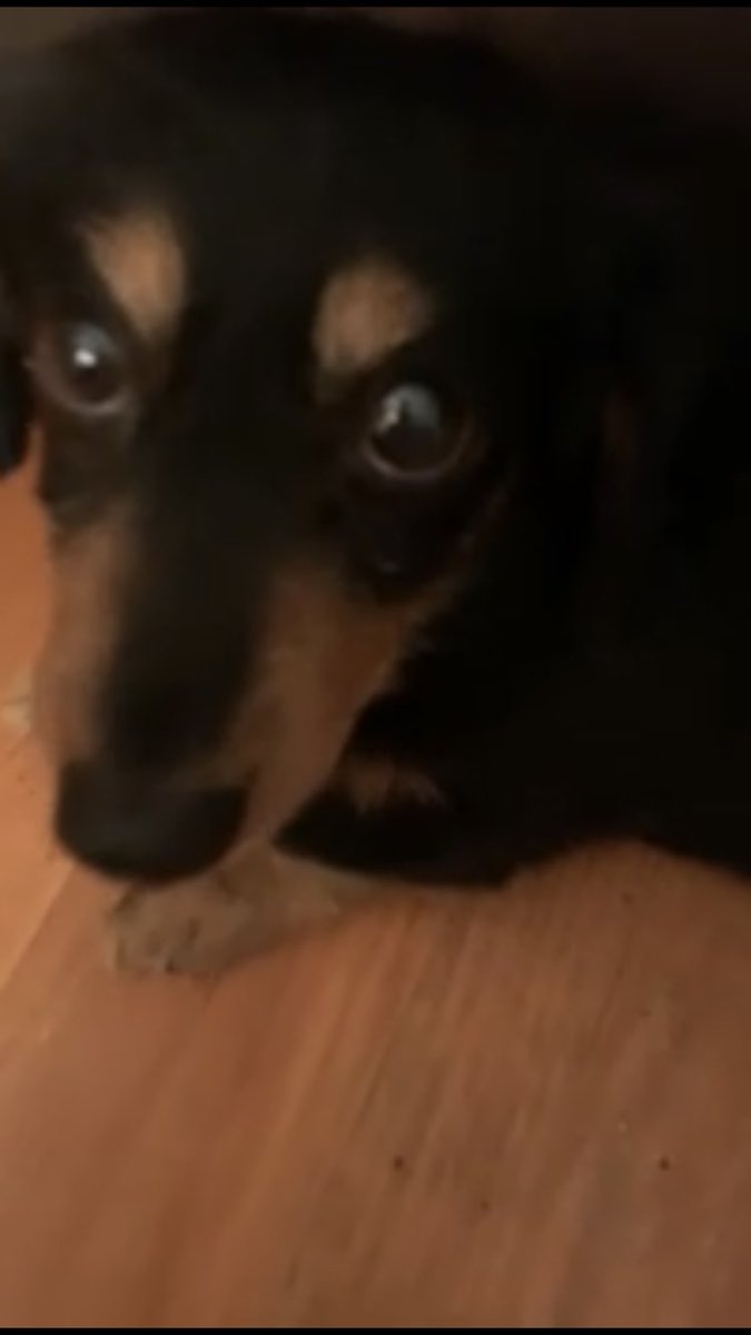 HumDinkerson's tweet image. This dog is filled with murderous intent