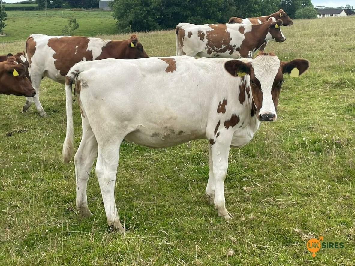 uk_sires's tweet photo. Two stylish Ayrshire heifers from sire Stamford CHARMER 

Contact us on 01458 555551 or DM us for more information.
https://t.co/bEV2K0SnMZ… https://t.co/PZ5rVAE9n1