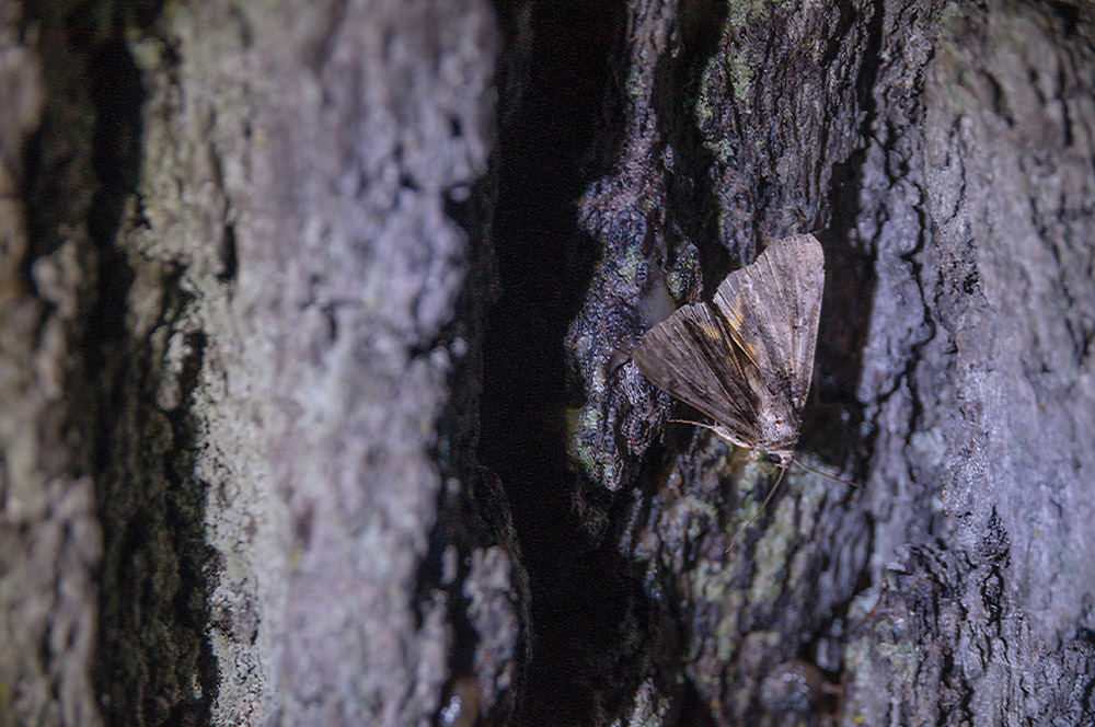 High Park is lucky enough to be a home to many incredible moths!

Join us on on July 26 from 8:15-10PM for this pay-what you-can special evening edition High Park Summer Hike alongside members from <a href="/OntarioInsects/">Ontario Insects</a>.

Visit: highparknaturecentre.com/family-nature-…