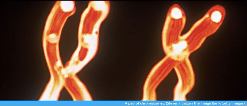 MMPCatUCDavis's tweet photo. Mosaic loss of Y chromosome #mLOY is associated with #cardiovascular disease, #cancer, and #Alzheimer’s as shown by a group of scientists this week in @Science! @ScienceAlert
https://t.co/VK7a4wAXLp https://t.co/xJruRacXhR