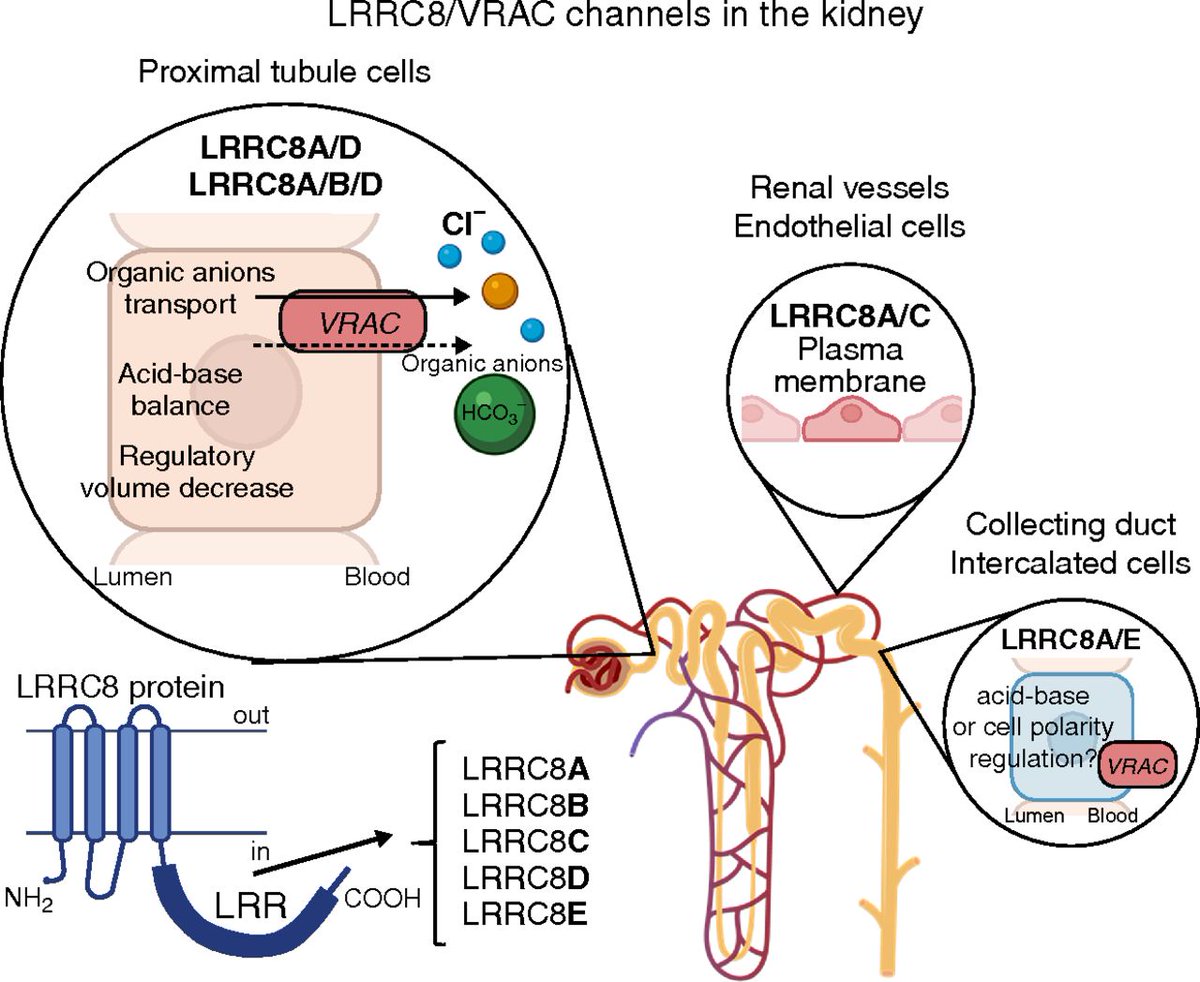 APSETG's tweet photo. Want to know more about volume-regulated anion channels in the kidney? Check these new papers about their role and potential as a therapeutic target for proximal tubular injury treatment. 

https://t.co/C5xv0uAtLE

https://t.co/pAiIvwnABZ https://t.co/0IIDygUTN6
