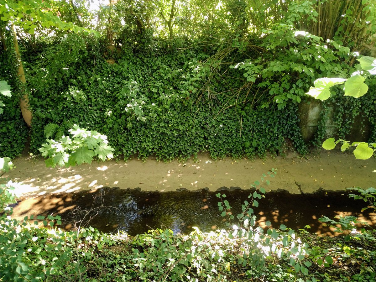 fotoaufnahme's tweet photo. Im #Rotbach in Dinslaken schwimmen die Enten noch, aber nur noch bis morgen. Dann ist der Bach wahrscheinlich ausgetrocknet. #Dürre #Trockenheit https://t.co/hjesYgB1LP
