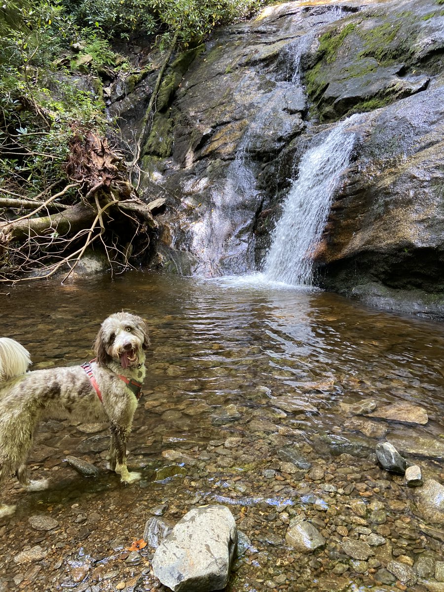 WaterfallKeeper's tweet photo. Hiking to a waterfall with your dog? Keep your pooch on leash! A dog has no concept of waterfall safety. They can easily slip on rocks, climb dangerously, or succumb to the current. You could also be hurt in your efforts to rescue them. #waterfallsafety https://t.co/hAUnQT08Tk https://t.co/G52N4eXkX7