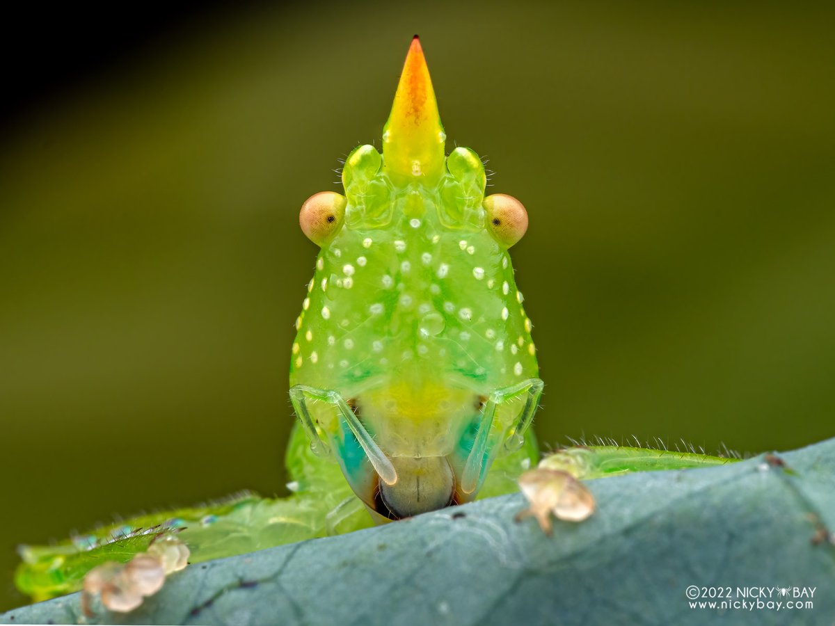 Need pimple cream recommendations