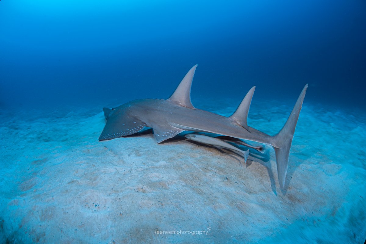mohamedseeneen's tweet image. Guitarfish 
Whitespotted Wedgefish Rhynchobatus djiddensis has most recently been assessed for The IUCN Red List of Threatened Species in 2018.Listed as Critically Endangered under criteria A2bd. @redlisteco 
 #Maldives #fish #fishid