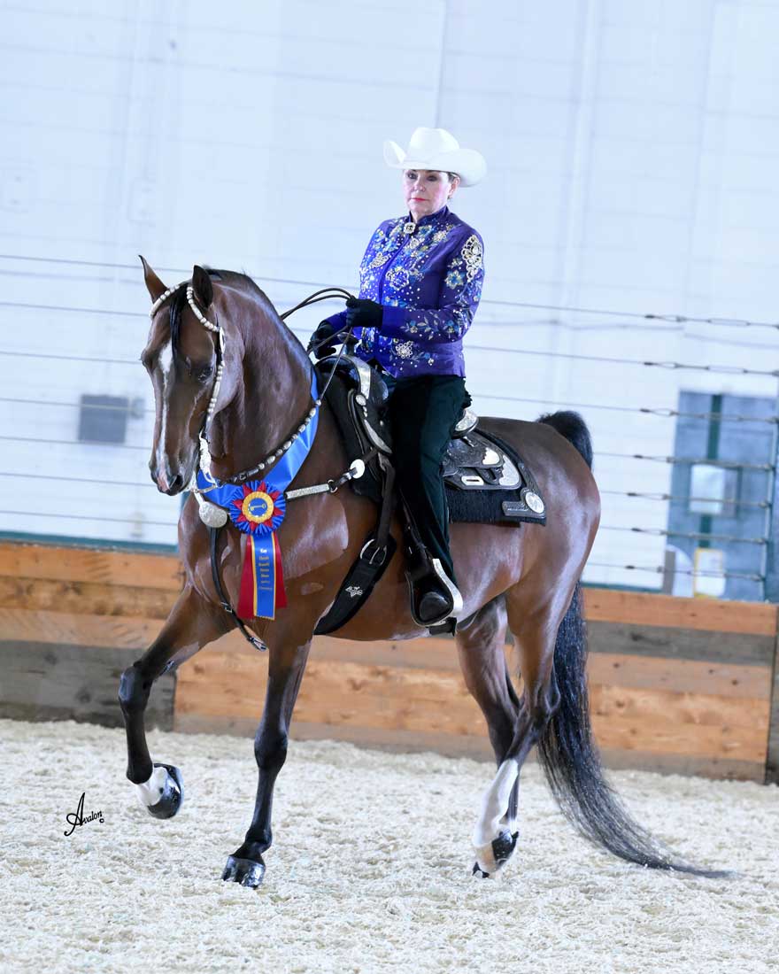 MorganShowcase's tweet image. FIRE RUN HIGHER GROUND has won every ladies class he's entered in 2022! An extraordinary 9YO #westernpleasure gelding by WC Pondview Tres Bien, ready to jog in the spotlight with YOU!
morganshowcase.com/fire_run_highe…



#WesternPleasure #WesternDressage #Equitation
