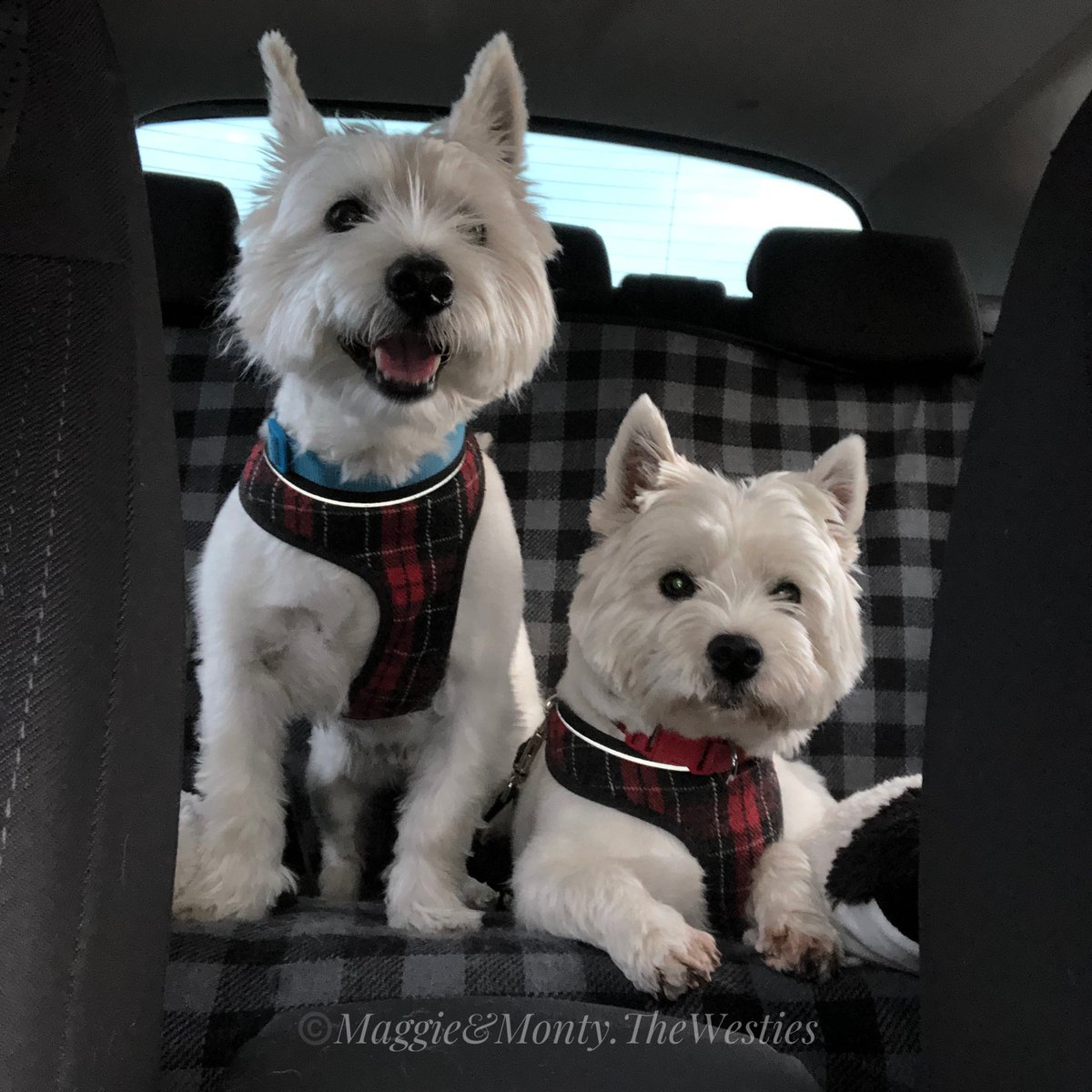 Dad’s getting dinner while we wait in the car with Mum!
.
Chinese takeaway…..Booo we won’t get any!

#maggiethewestie #montythewestie #maggieandmontythewesties  #westie #westies #westhighlandterrier #westhighlandterriers #westhighlandwhiteterrier #dogsoftwitter #westiesoftwitter