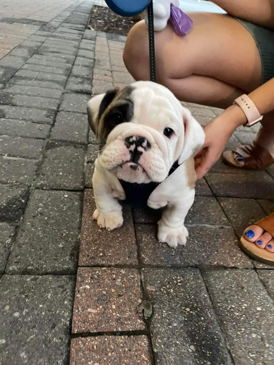 This is Peter. He is 38 seconds into his first walk. Has officially decided that he is done with his first walk. 12/10 you did great