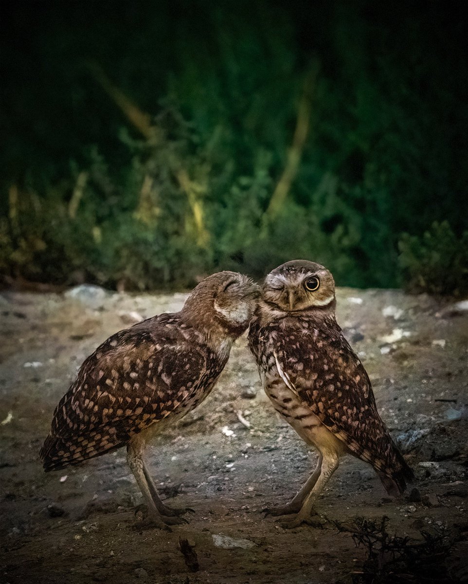 GM fam! Love with your heart and one eye open 🧩 #owls #owl #owlet #BirdsPhotography #birdwatching #BirdTwitter #TwitterNatureCommunity #TwitterNaturePhotography #burrowingowl
